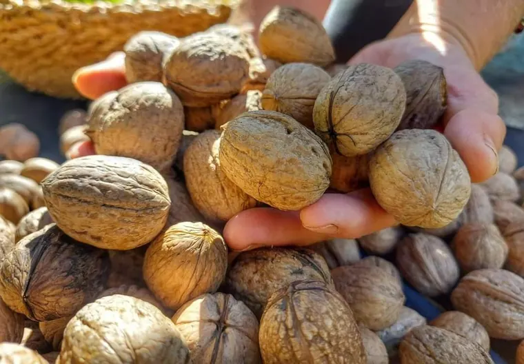 Camera Noce, Villa Bianca Tramonti: le noci raccolte in giardino, da cui la camera prende il nome