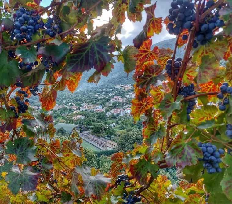 Camera Uva, Villa Bianca Tramonti: i filari sopra la valle: l'uva che dà il nome alla camera