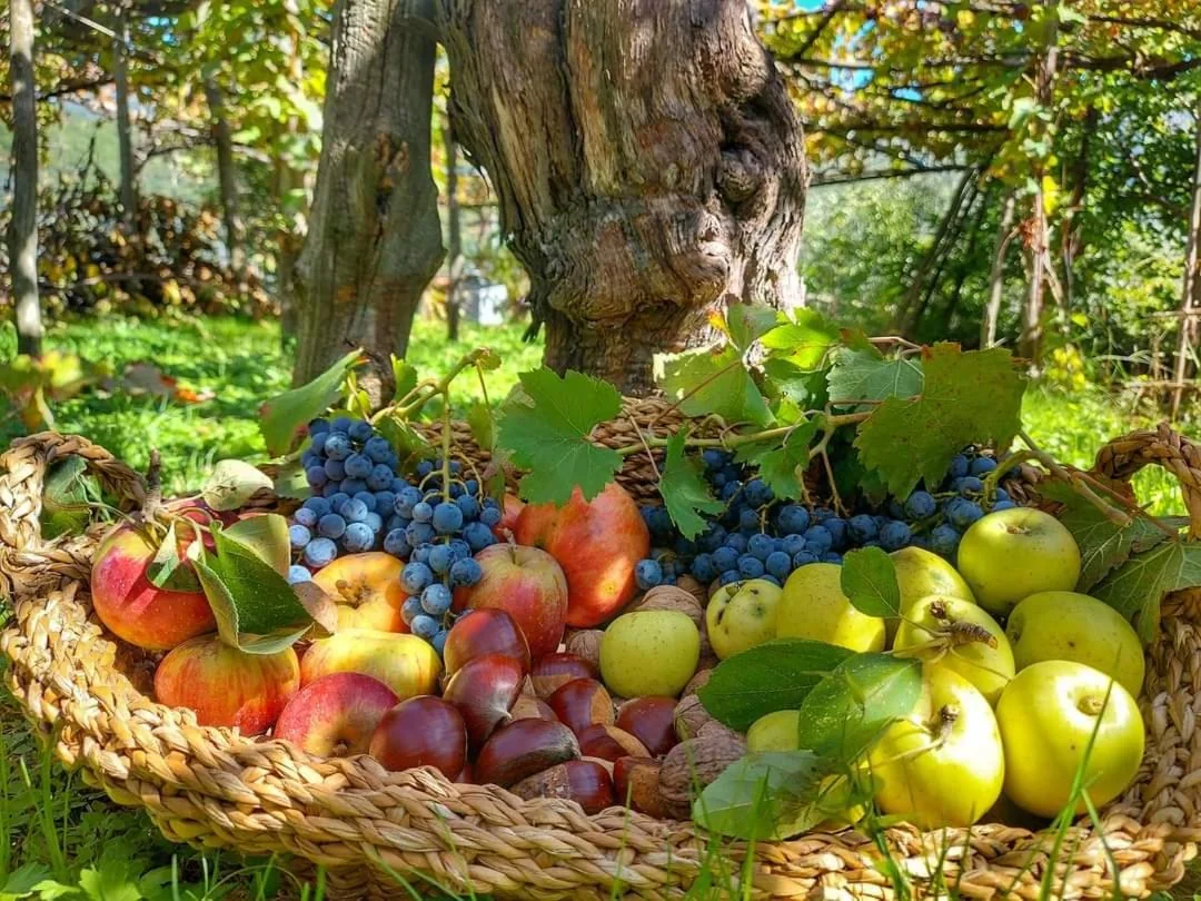 La frutta raccolta sui terrazzamenti, Villa Bianca Tramonti