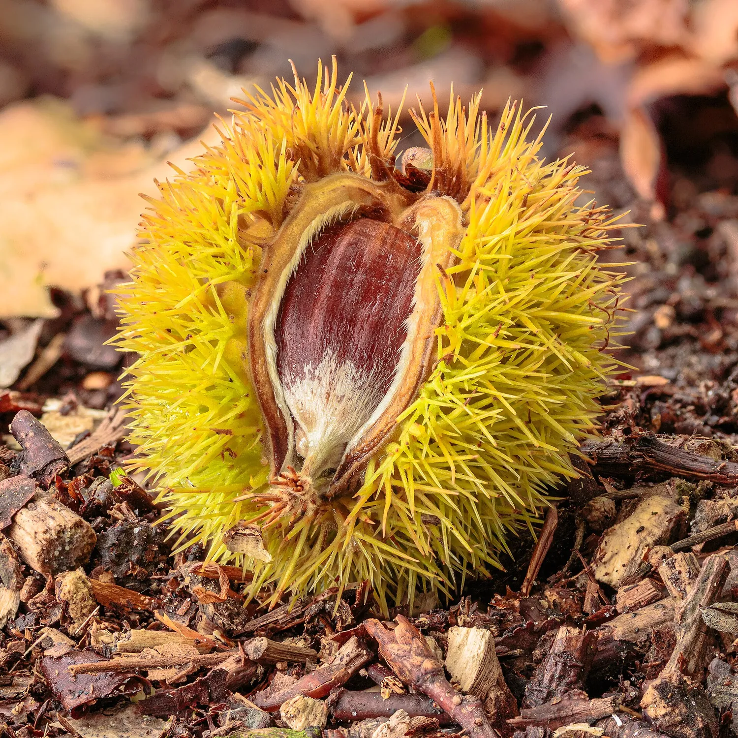 Un riccio di castagna aperto, sul terreno del bosco