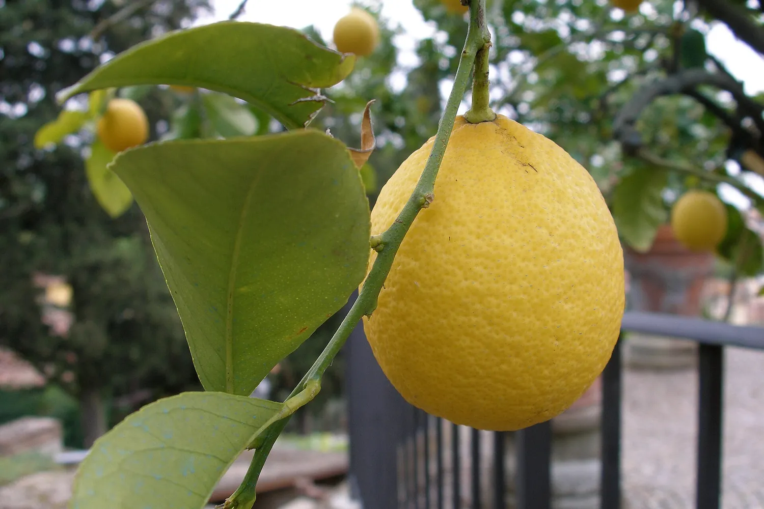 Un limone maturo sulla pianta